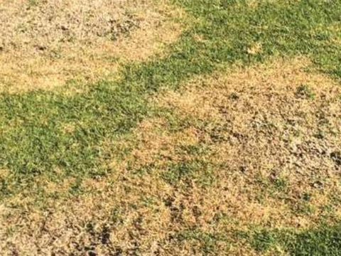 Large Patch Golf Turf Disease Treatment