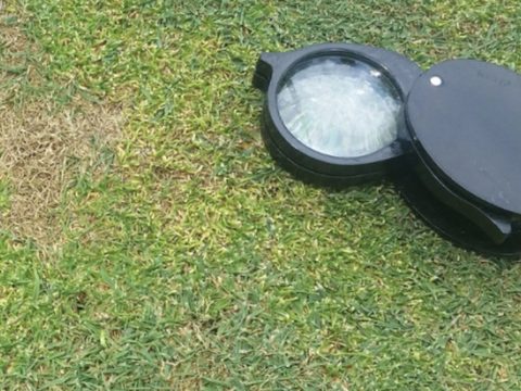 South Africa Turf Disease Guide - Anthracnose