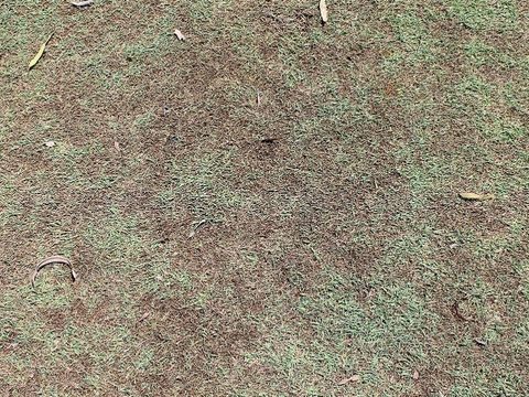 South Africa Turf Disease Guide - Grey Leaf Spot Golf Courses