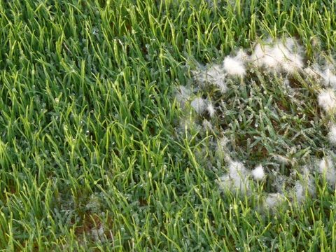 South Africa Turf Disease Guide - Pythium Blight