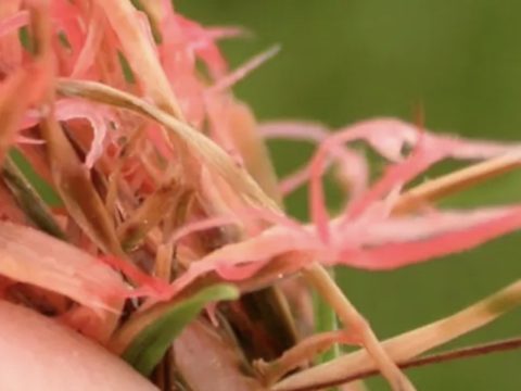 South Africa Turf Disease Guide - Red Thread turf