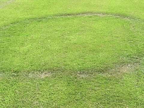 Fairy Ring - Treatment in South Africa
