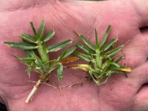 Plant Growth Regulators for Turf South Africa