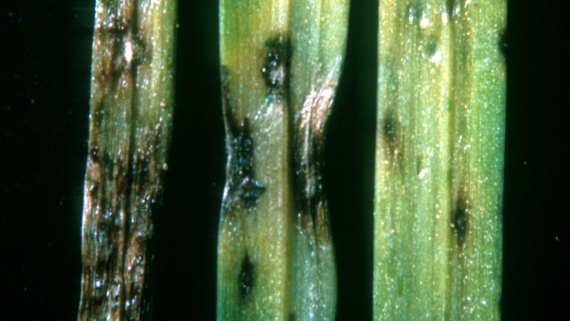 Grey Leaf Spot Lesion