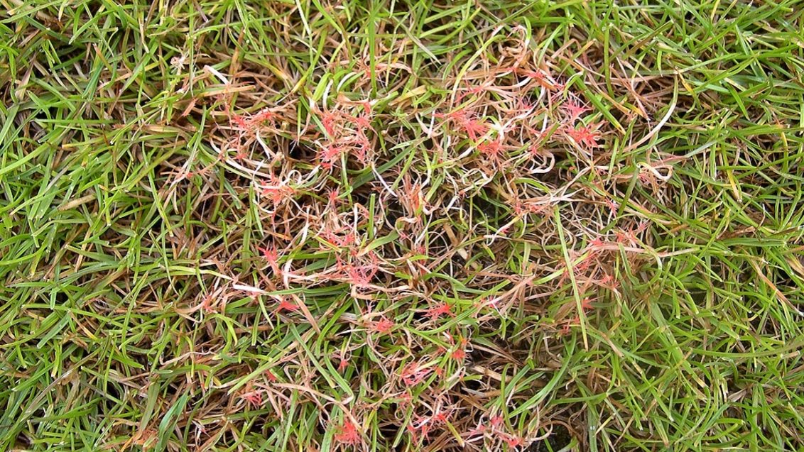 Red Thread in Turf  NC State Extension Publications