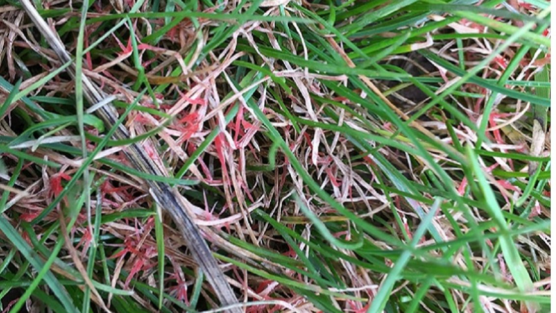 Red thread - laetisaria fuciformis