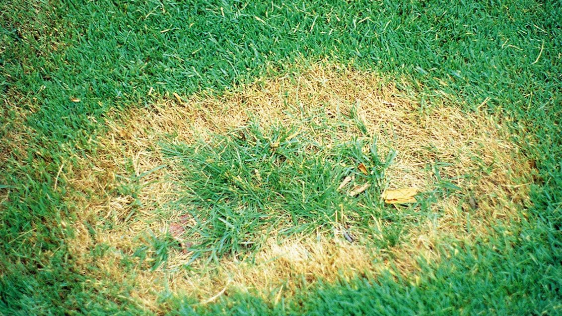 Take all patch uromyces on golf fairway