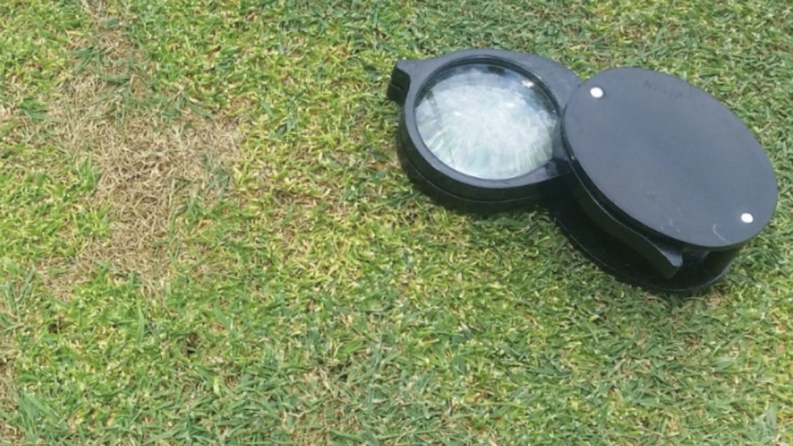 South Africa Turf Disease Guide - Anthracnose