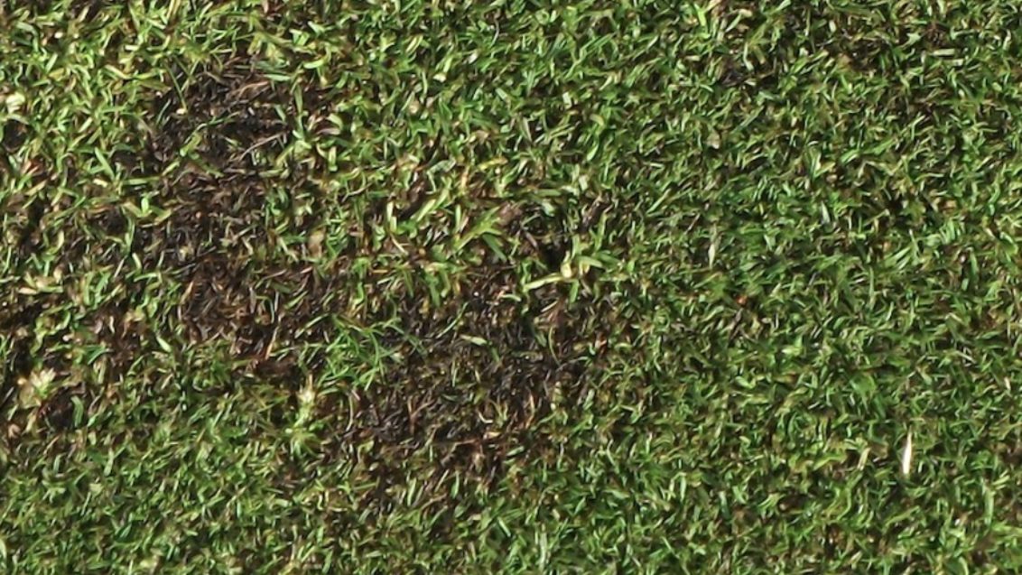 South Africa Turf Disease Guide - Brown Patch Detail