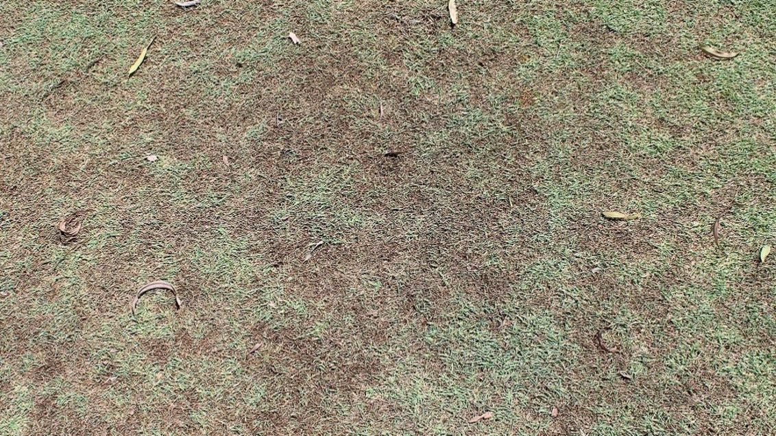 South Africa Turf Disease Guide - Grey Leaf Spot Golf Courses