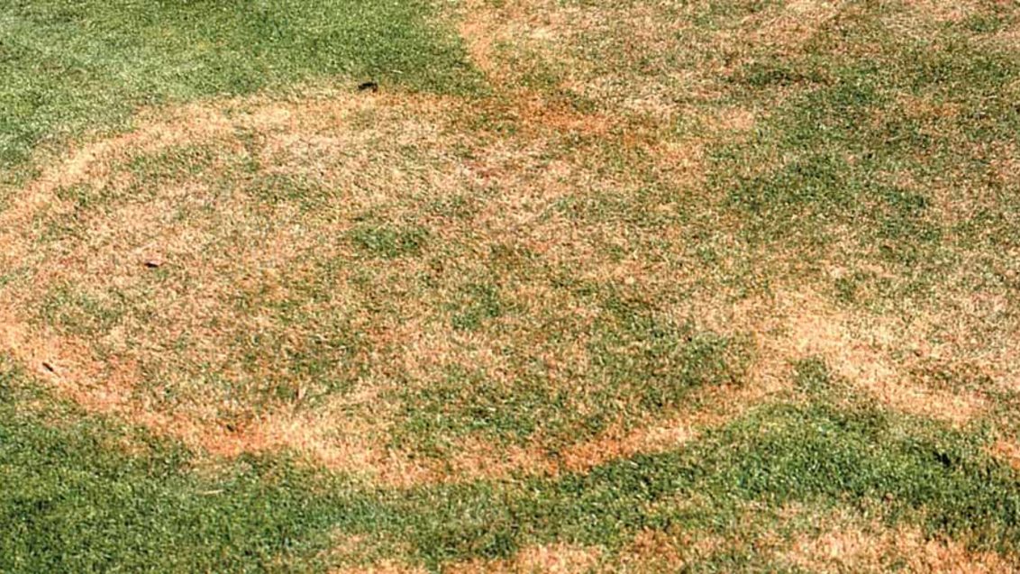 South Africa Turf Disease Guide - Large Patch