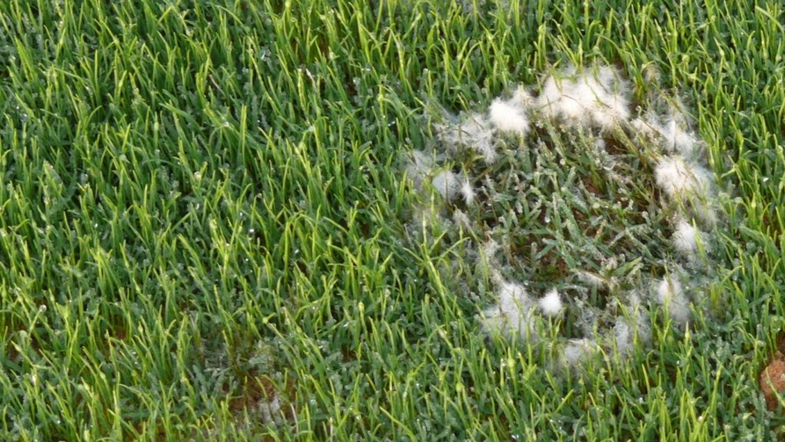 South Africa Turf Disease Guide - Pythium Blight
