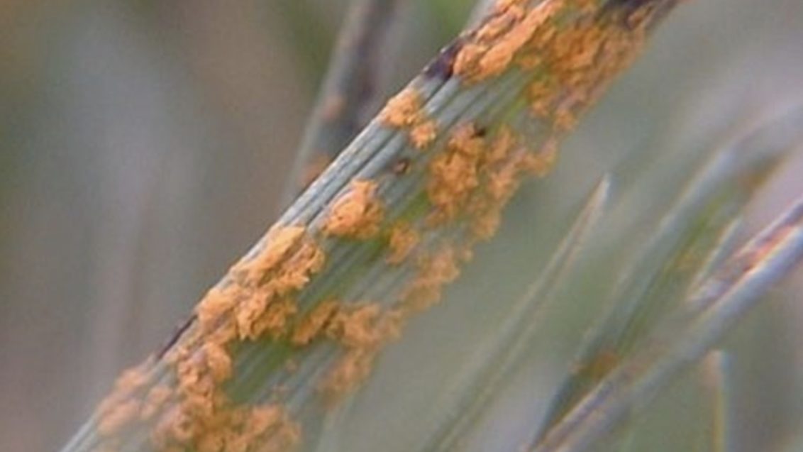 South Africa Turf Disease Guide - Rusts: Crown, Leaf and Stem