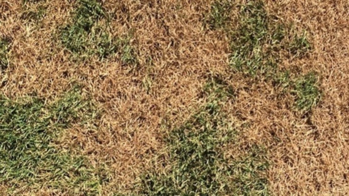 South Africa Turf Disease Guide - Summer Patch