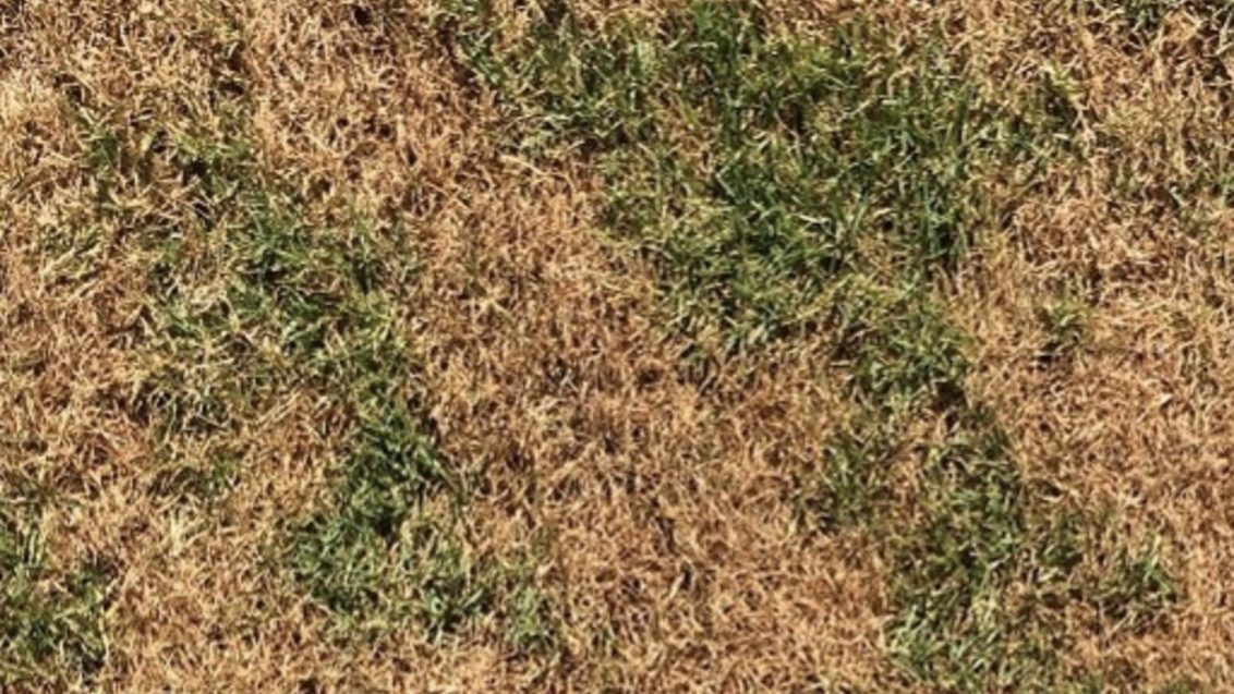 South Africa Turf Disease Guide - Take-all Patch