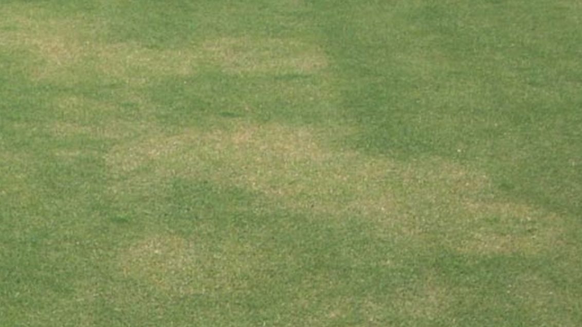South Africa Turf Disease Guide - Take-all Root Rot (Bermudagrass Decline)