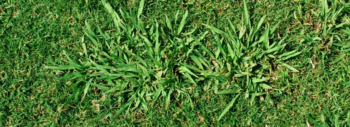 Meridian Herbicide Treatment of Weeds on Turf RSA