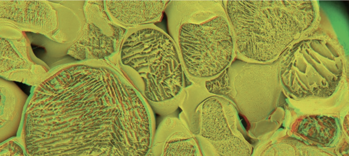 ~1400 Primo Maxx particles can fit across each stomata.