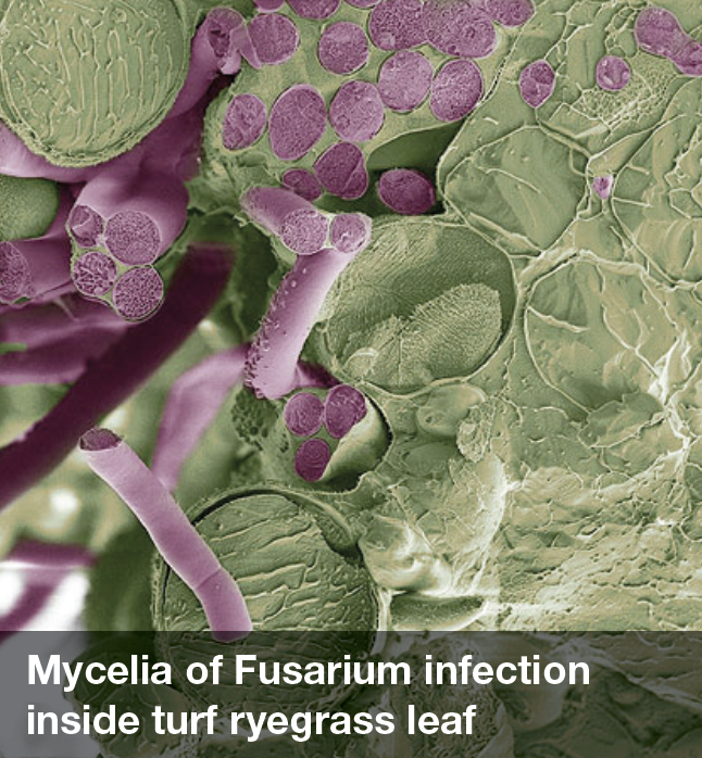 Mycelia of Fusarium infection inside turf ryegrass leaf