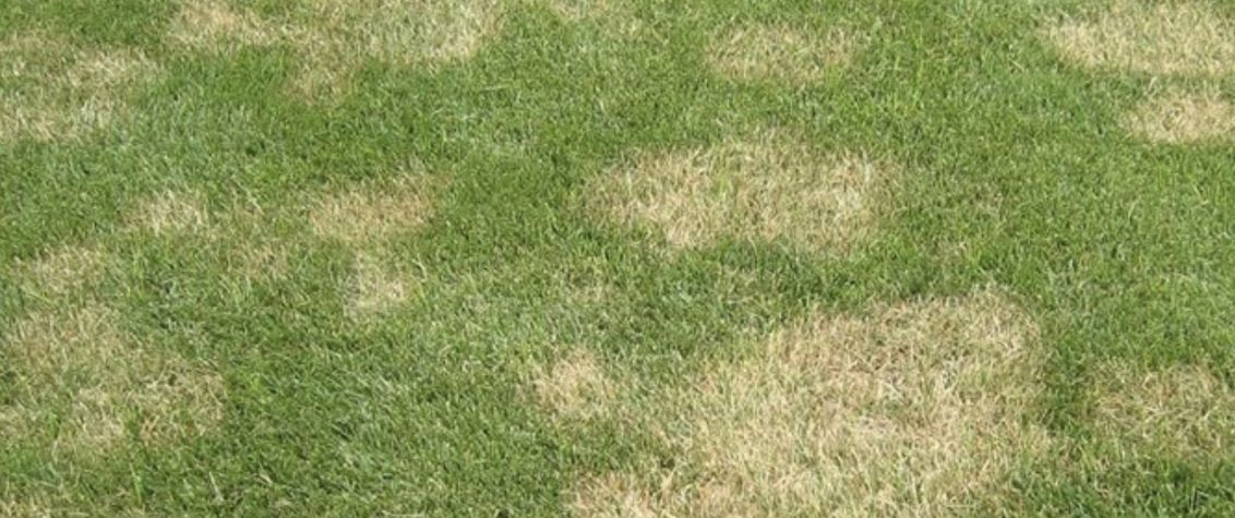 South Africa Golf Turf Care Treating Large Patch
