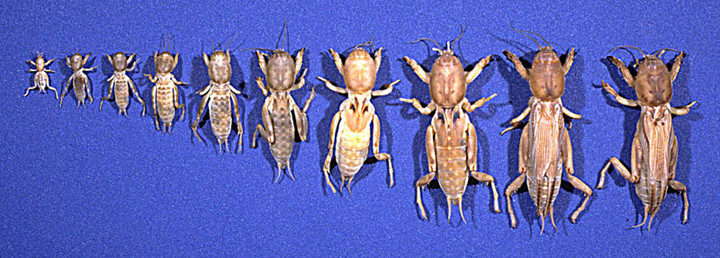 Mole Cricket nymph instar stages from first on the left up to the adult on the right