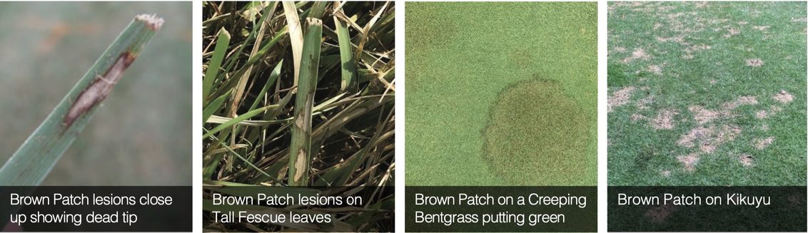South Africa Turf Disease Guide - Brown Patch