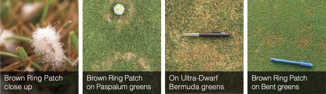 South Africa Turf Disease Guide - Waitea Brown Ring Patch