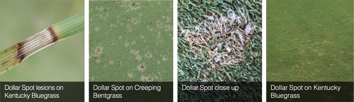 Dollar Spot - The Complete Turf Disease Guide