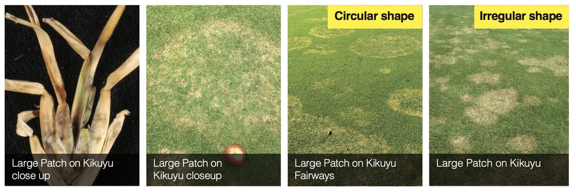 South Africa Turf Disease Guide - Large Patch 