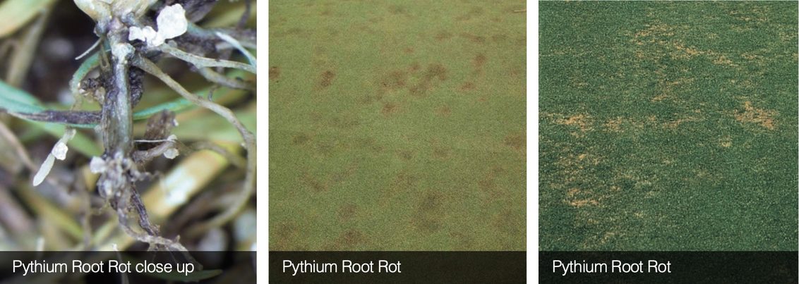 South Africa Turf Disease Guide - Pythium Root Rot