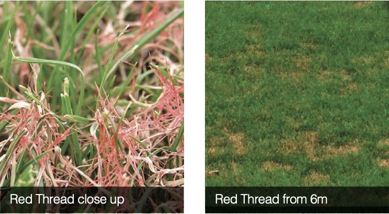 South Africa Turf Disease Guide - Red Thread