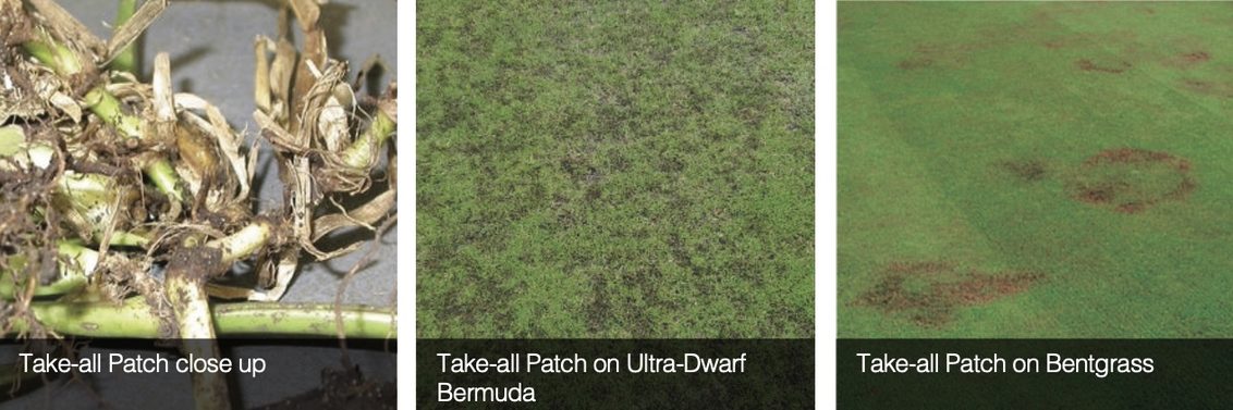 South Africa Turf Disease Guide - Take-all Patch