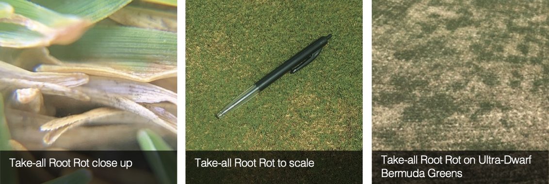 South Africa Turf Disease Guide - Take-all Root Rot (Bermudagrass Decline)