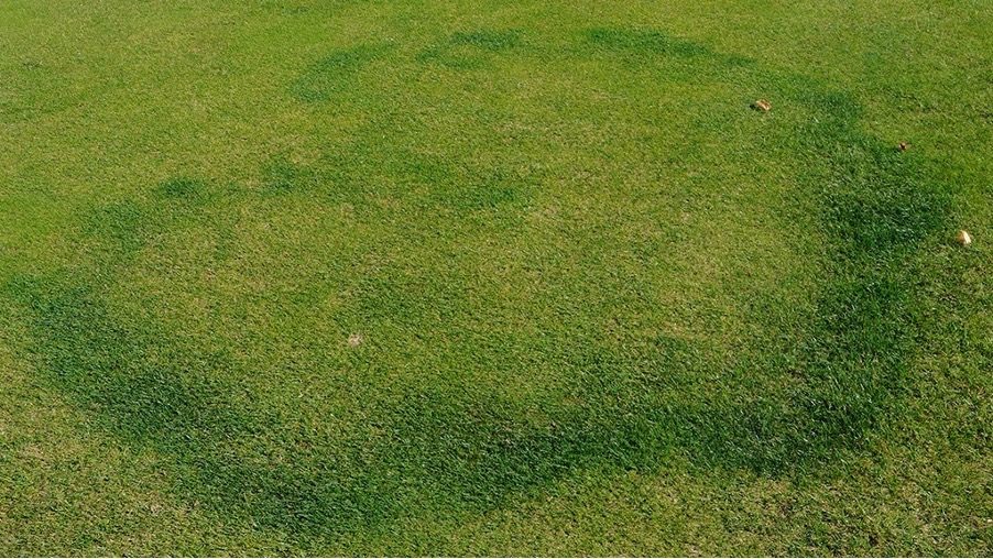 Turf South Africa - Away with the fairy rings