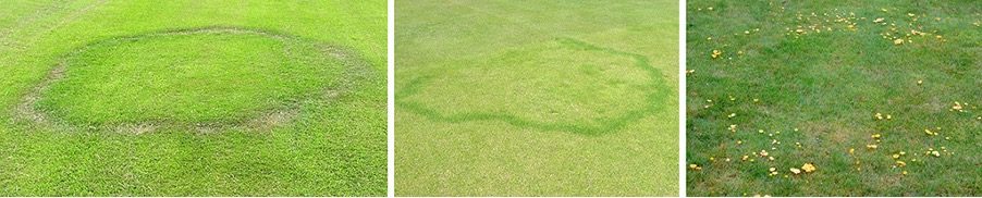 Turf South Africa - Fairy Rings