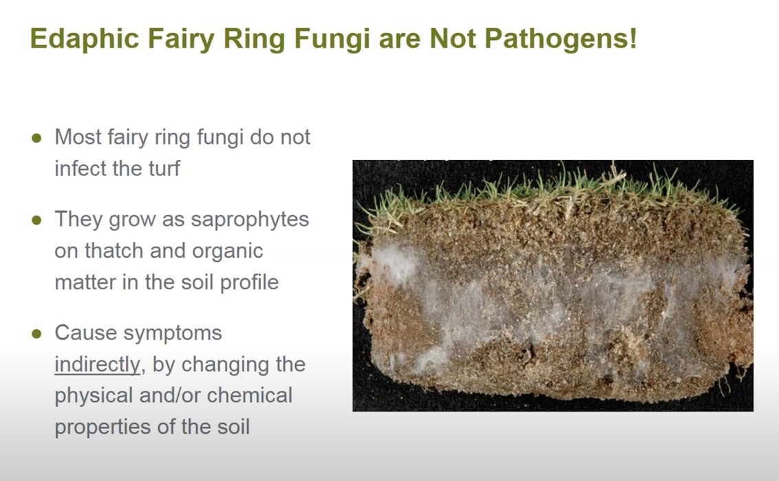 Fairy Ring - Treatment in South Africa