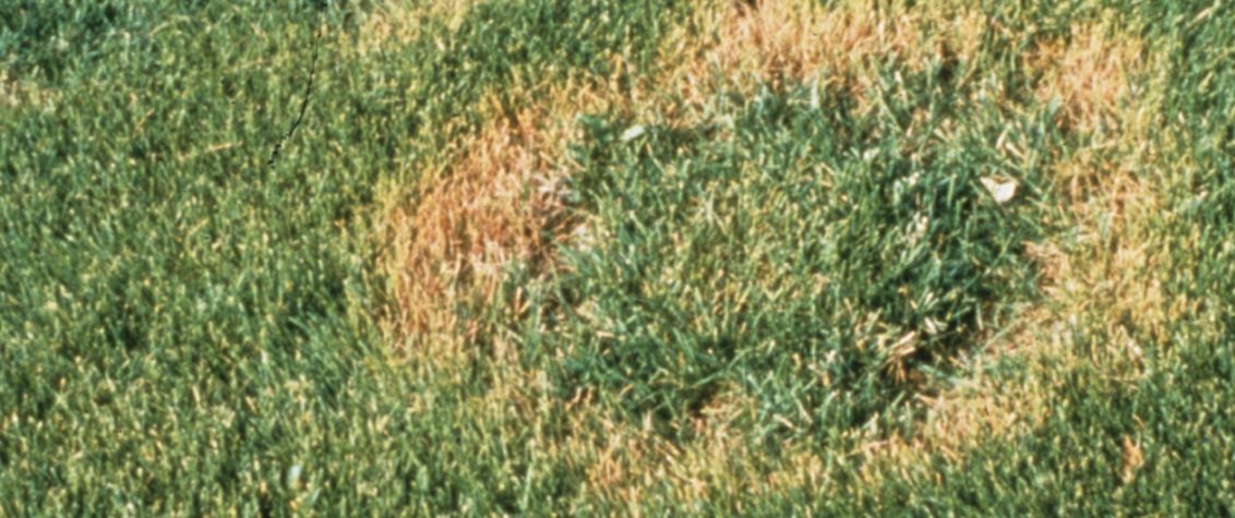 Treating Turf Disease in South Africa Necrotic Ring Spot