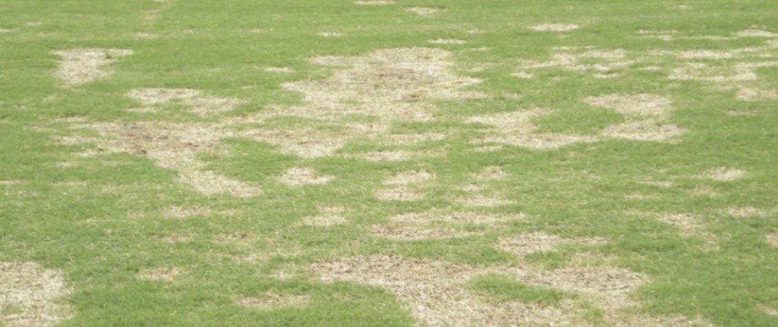 South Africa Golf Turf Care Treating Spring Dead Spot