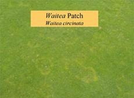 Waitea Patch